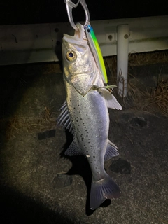 セイゴ（タイリクスズキ）の釣果