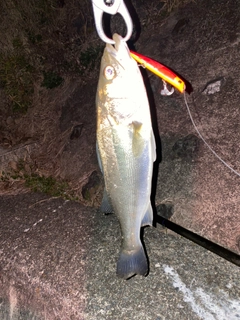 セイゴ（タイリクスズキ）の釣果