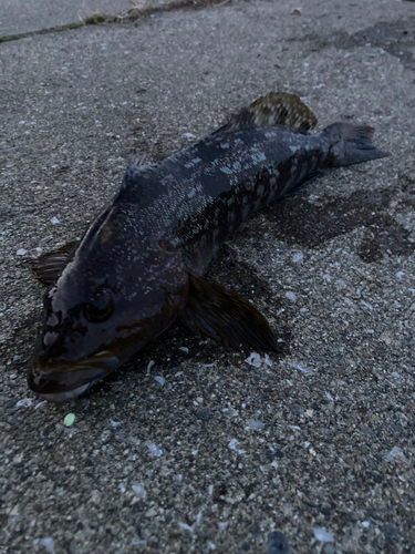 アイナメの釣果