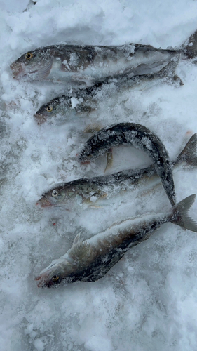 ホッケの釣果