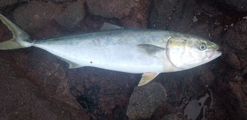 ヤズの釣果