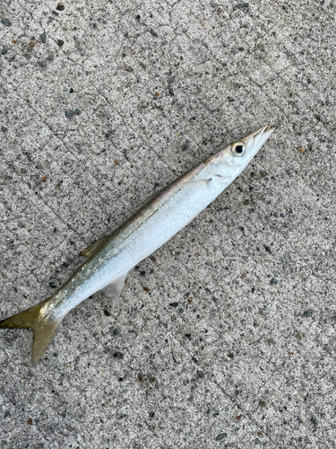 カマスの釣果