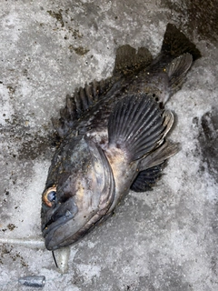 クロソイの釣果