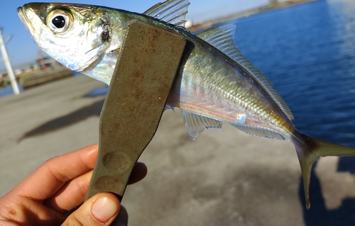 マアジの釣果