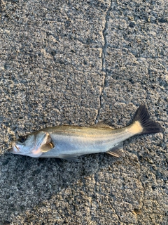 フッコ（マルスズキ）の釣果