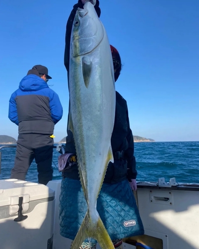 ヤズの釣果