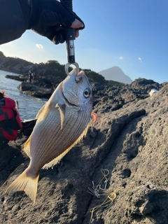 ヘダイの釣果