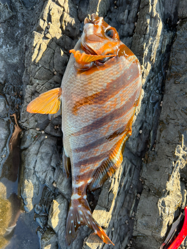 タカノハダイの釣果