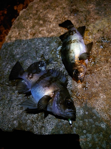 シロメバルの釣果