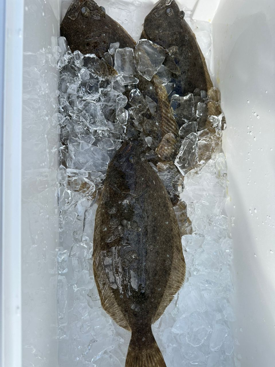 ☆沙乃○☆さんの釣果 2枚目の画像