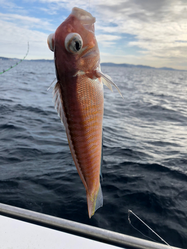 アマダイの釣果