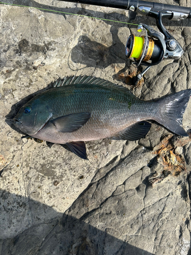 メジナの釣果