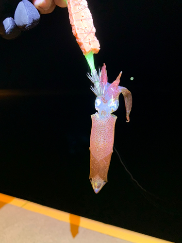 ヤリイカの釣果