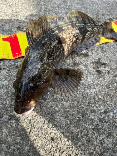 アイナメの釣果