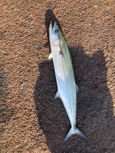 サゴシの釣果