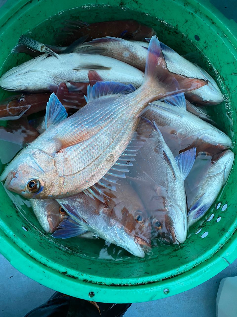 まあぼさんの釣果 2枚目の画像