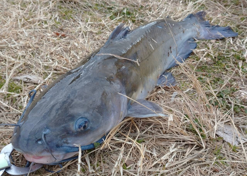 アメリカナマズの釣果