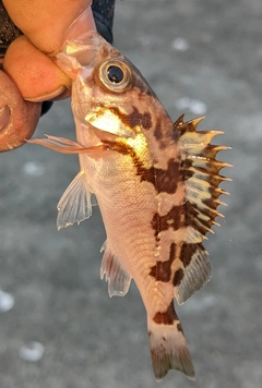 メバルの釣果