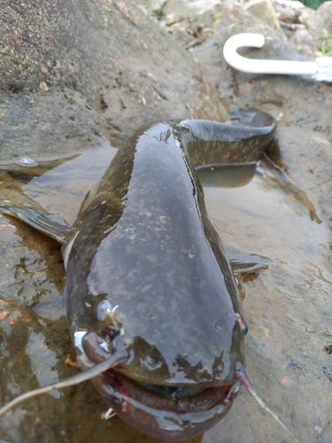 ナマズの釣果