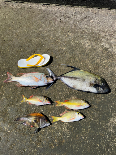 シロダイの釣果