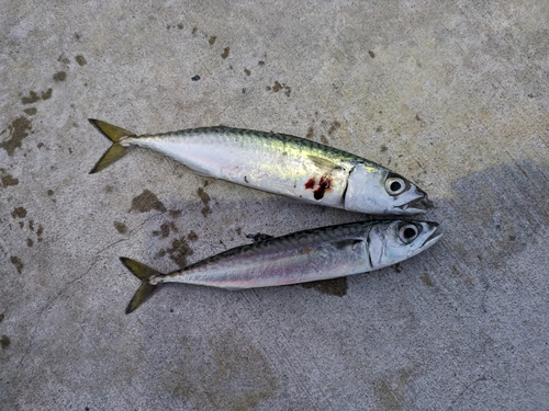 サバの釣果