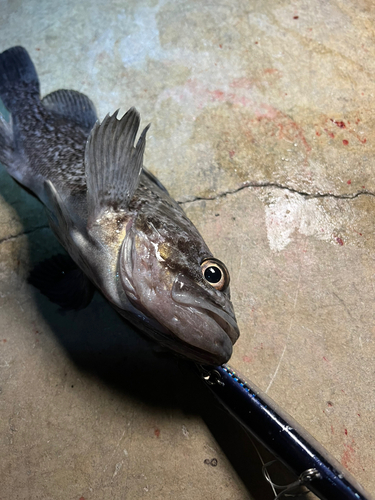 クロソイの釣果