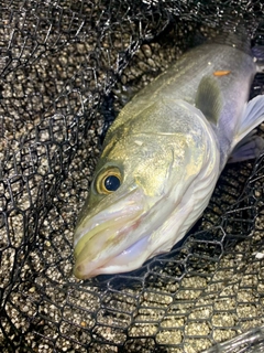 フッコ（マルスズキ）の釣果