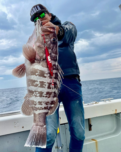 マハタの釣果