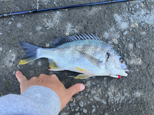 キビレの釣果