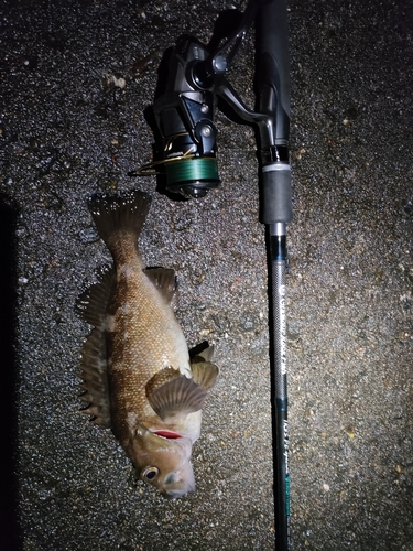 エゾメバルの釣果