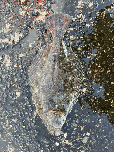 ヒラメの釣果