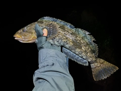 アイナメの釣果