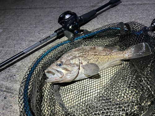 クロソイの釣果