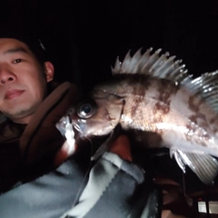 シロメバルの釣果