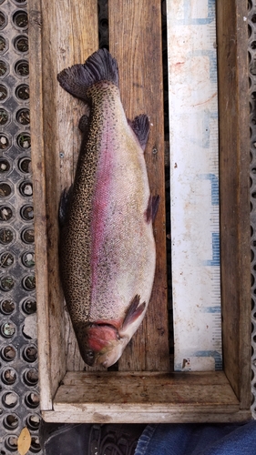 ニジマスの釣果