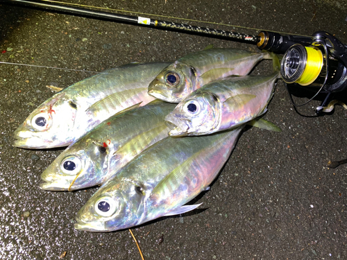 アジの釣果