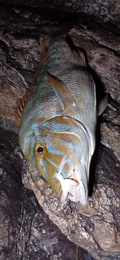 タマンの釣果