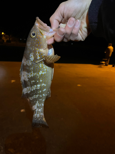 アコウの釣果