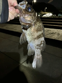 シロメバルの釣果