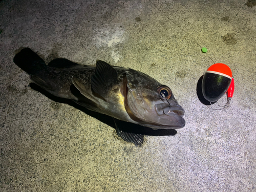 クロソイの釣果