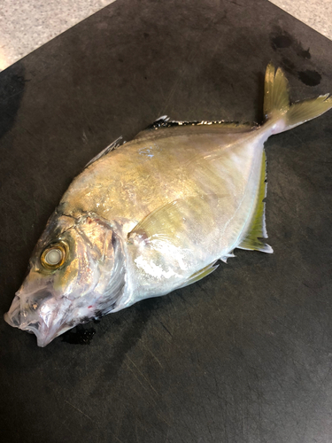 カイワリの釣果