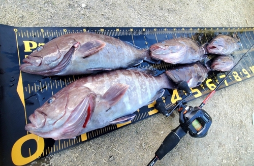 マハタの釣果