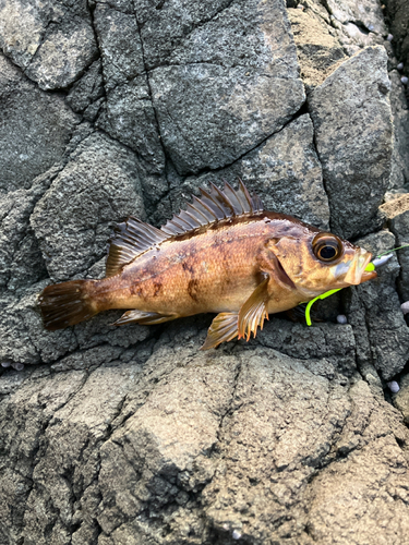 アカメバルの釣果