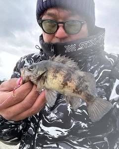 クロメバルの釣果