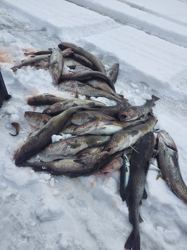 マダラの釣果