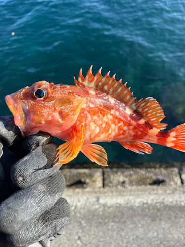 アラカブの釣果