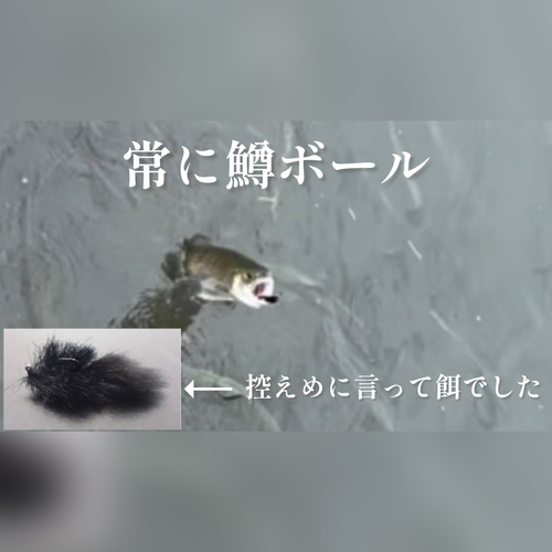 トラウトの釣果