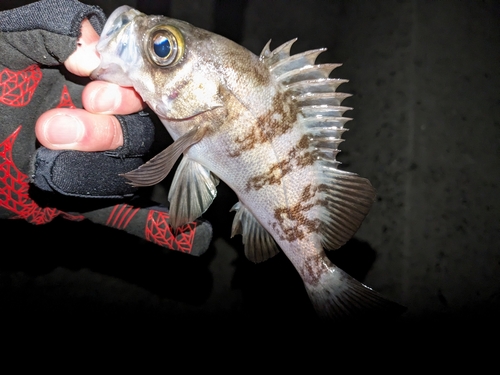 シロメバルの釣果