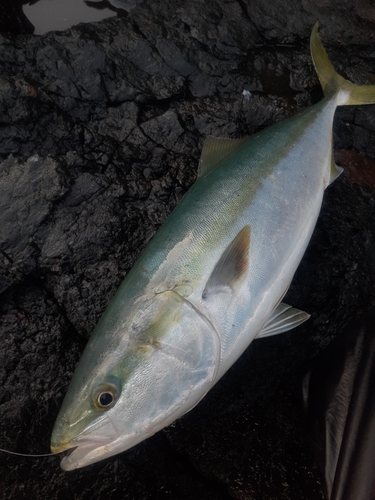 ブリの釣果