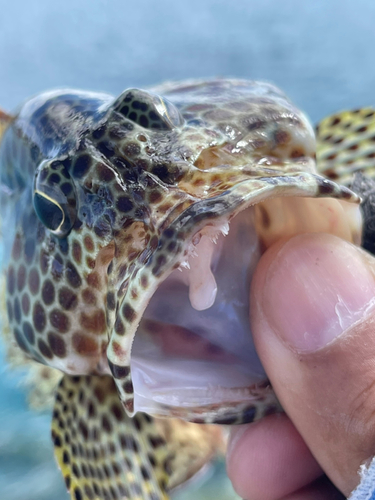 カンモンハタの釣果